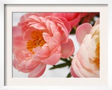 Delicate Blossom II