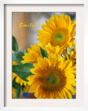 Smile: Sunny Sunflower