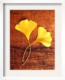 Yellow Ginkgo Leaves