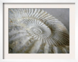 Fossil Shells II