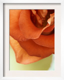 Moroccan Rose
