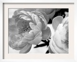 Delicate Blossom