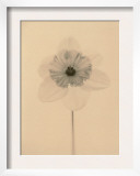 Narcissus