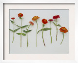 Zinnia Row on White