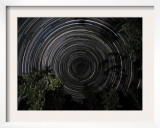 Southern Sky Star Trails over Banksia Trees