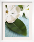 Open Magnolia Flower