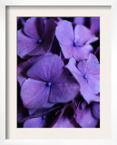 Purple Hydrangea Close-up