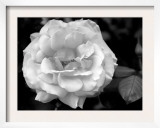 Delicate Petals I