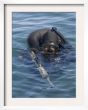 A US Navy Seal Combat Swimmer