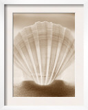 Luminescent Irish Deep Seashell