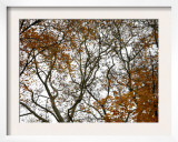 Autumn Patterns