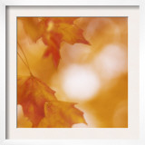 Autumn Leaves in Soft Sunshine I