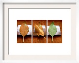 Leaves Arrangement Triptych