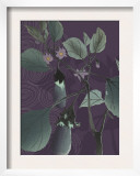 Eggplant Evening