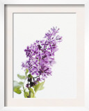 Lilac Beauty