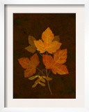 Autumn Leaves II
