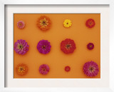 Pinks and Reds on Taffy Orange  Zinnia Family