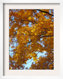 Golden Autumn Leaf Cascade