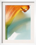 Dark Orange Lily Profile