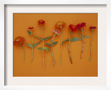 Zinnia Row on Orange