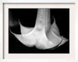 Trumpet Flower I