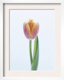 Pretty in Pink Tulip