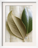Magnolia Leaves I