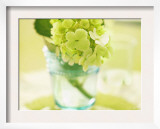 Hydrangea Springtime