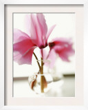 Fuchsia Blossoms in Clear Vase