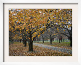 Autumn Path I