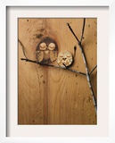 Wood Owl Knots