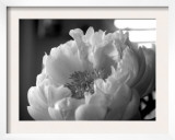Delicate Blossoms IV