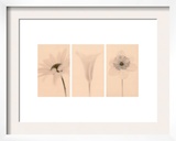 Faint Petals Triptych