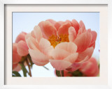 Delicate Blossom I