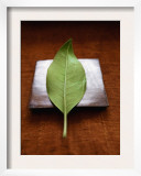 Green Leaf on Metallic Square