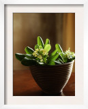 Petite Blossoms I