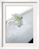 Small Cluster of White Hydrangea