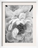 Delicate Blossom III