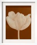 Tulip Serenity
