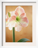 White and Pink Amaryllis