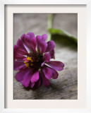 Purple Zinnia