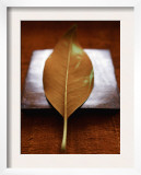 Sepia Leaf