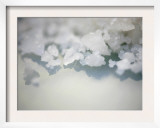 Salt Crystals