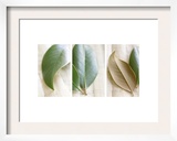 Leaves and Muslin Triptych