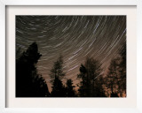 Star Trails over the Trees in Aberdeen  Scotland