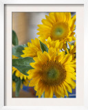 Sunny Sunflower II