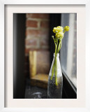 Buttercups at Window