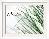 Dream: Reeds