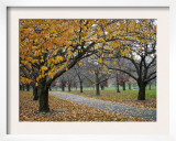 Autumn Path II