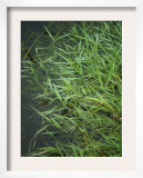 Marshland Grasses